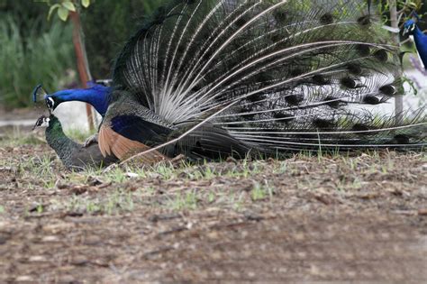Judge Said Peacocks Never Have Sex And Mate Through Tears But Here’s How They Actually Mate Rvcj