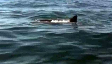 Footage Of Shark Eating Dolphin Off Atlantic City Coast Video