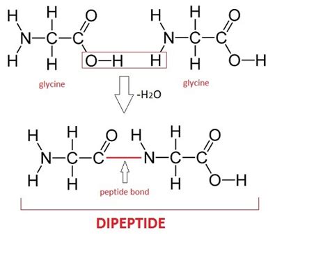 When Two Amino Acids Condense To Form A Dipeptide What Is The Other