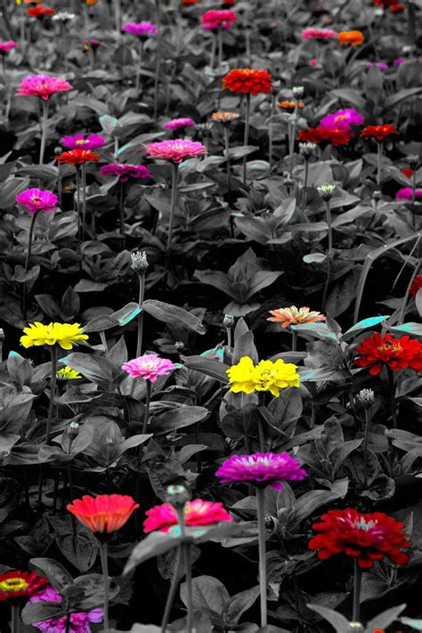 Meadow With Colorful Flowers Color Splash Photo Color Splash