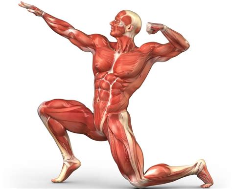 Within this group of back muscles you will find the latissimus dorsi, the trapezius these muscles are able to move the upper limb as they originate at the vertebral column and insert onto either the clavicle, scapula or humerus. Review of the Posture Medic / Posture Perfector - Is it worth the money?