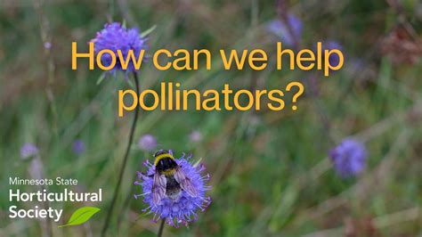 How Can We Help Pollinators Youtube