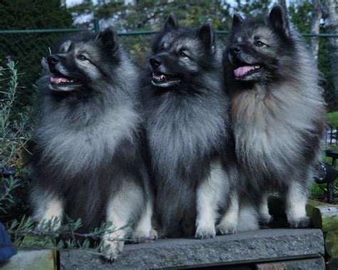 A dog attacks nicki and john shoots an arrow to save her, wanting to kill a dog, but accidentally impales one through of nicki's shin. Dog Breed of the Day: Keeshond