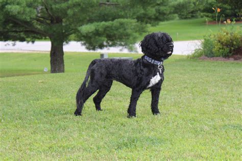 Portuguese Water Dog In A Summer Haircut Portuguese Water Dog Water