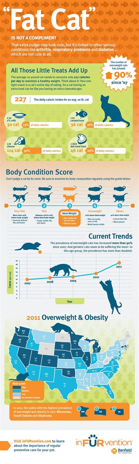 Cat Infographic Overweight Cats And Feline Obesity Cat Care Cat