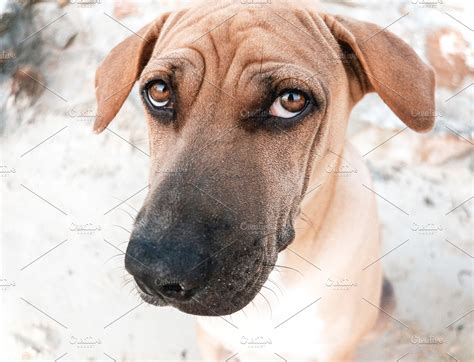 Funny Dog Face High Quality Animal Stock Photos