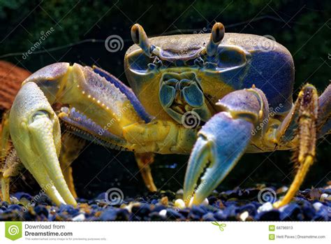 Rainbow Crab Royalty Free Stock Photo 22908999