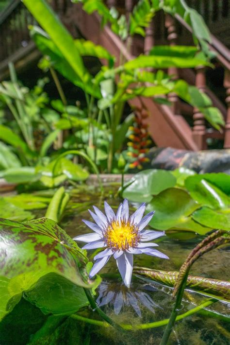 Mac os 10.13.3 chrome version. Lotus Flower Bokeh with Royal Palace Museum in the ...