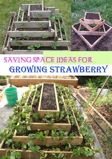 Diy Saving Space Ideas For Growing Strawberries Homedesigninspired