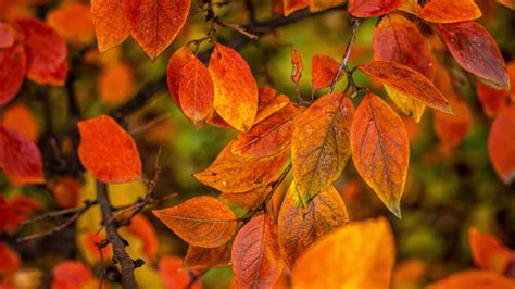 Download Wallpaper 3840x2160 Branches Leaves Autumn Macro Orange