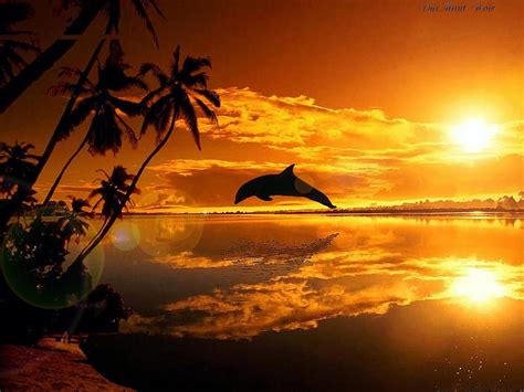 Dolphin Sunset Beach Sun Sky Sea Palms Hd Wallpaper Peakpx