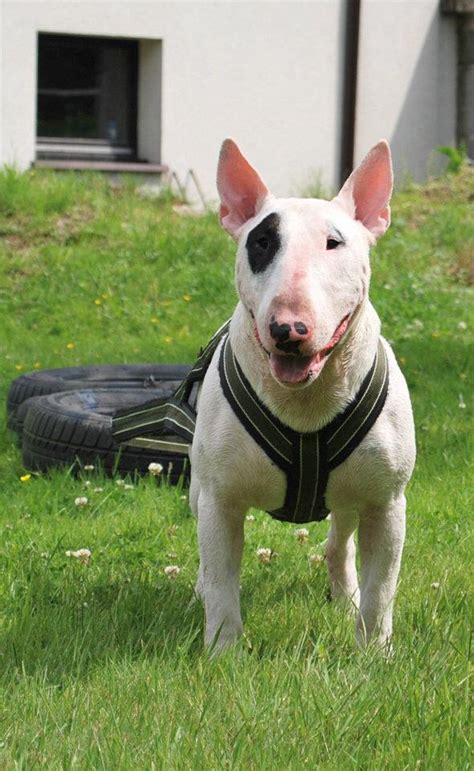Bulking Up A Bull Terrier — Strictly Bull Terriers