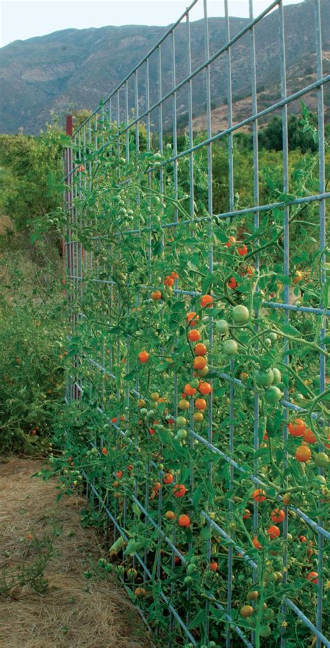 Your Tomatoes Deserve Better Support Finegardening Vegetable Garden