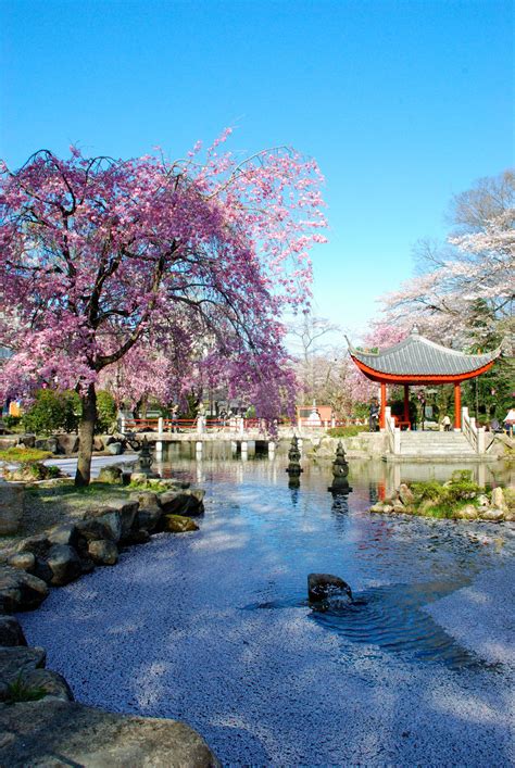 Cherry Blossoms Sakura In Japan Pinlovely
