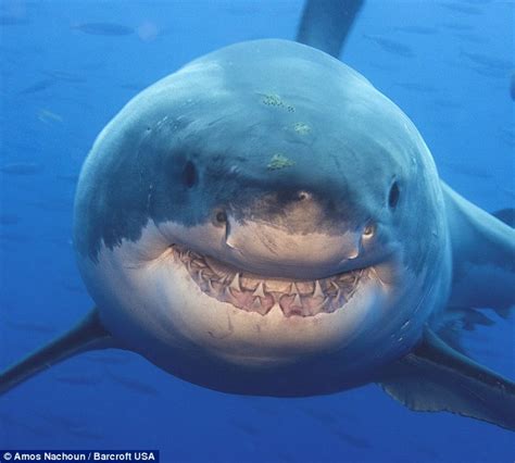 Smile 14ft Shark Flashes A Toothy Grin For The Camera Daily Mail Online