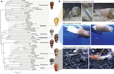 Somatostatin Venom Analogs Evolved By Fish Hunting Cone Snails From
