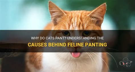 Why Do Cats Pant Understanding The Causes Behind Feline Panting