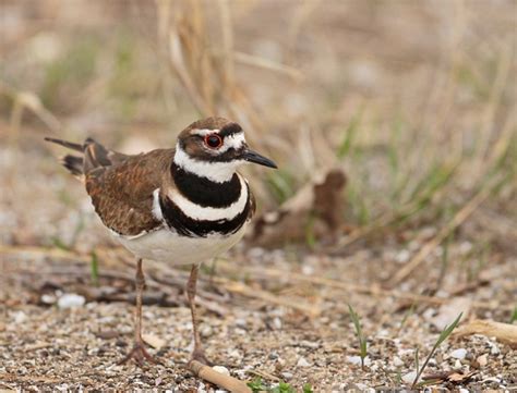 Hitting The Ground Runningthe Life Of A Killdeer Great Parks Of
