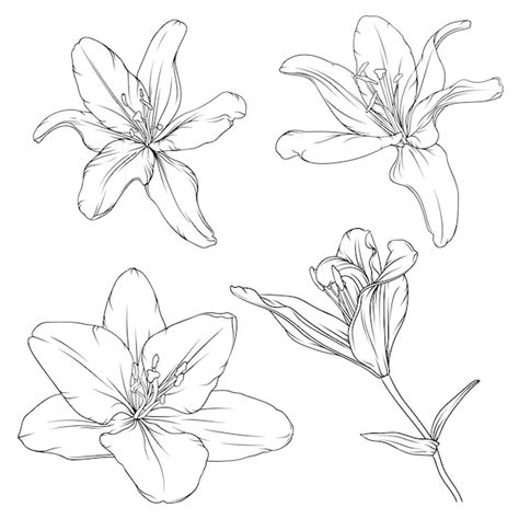 Premium Vector Hand Drawn Black Outline Lily Flowers