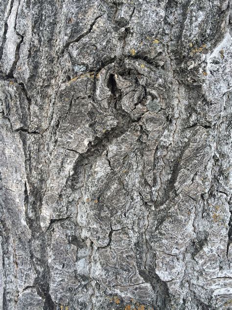 1000 Free Tree Bark Texture And Nature Images Pixabay