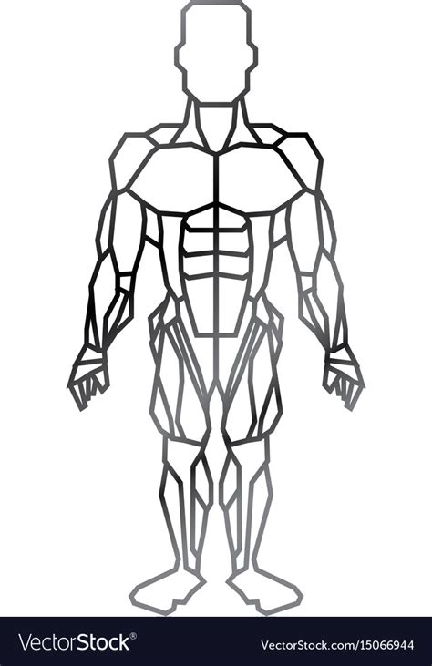 Human Male Muscles Royalty Free Vector Image Vectorstock