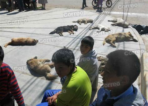 Huancayo Indignación por terrible matanza de perros FOTOS CIUDAD OJO