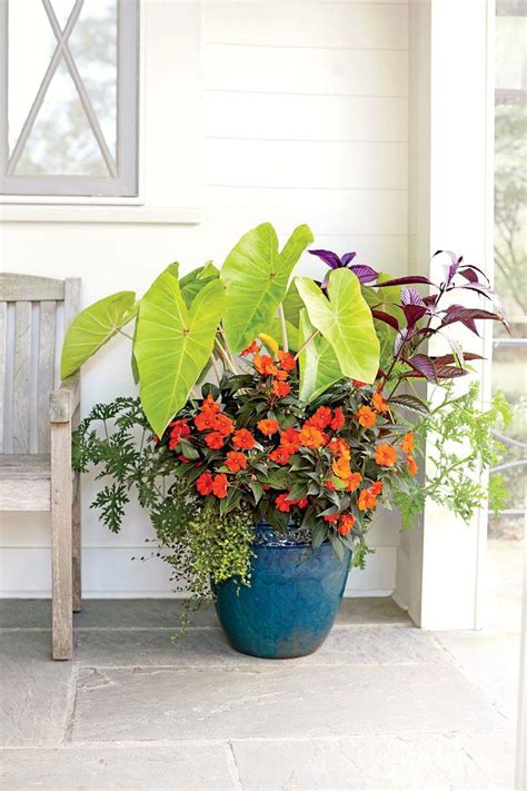 Some species are clumping plants that are ideal for edging. 125 Container Gardening Ideas | Container gardening ...
