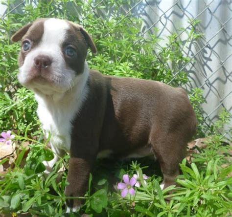 Elena is great while giving baths and loves attention. AKC Red Boston Terrier Puppies for Sale in New Waverly ...