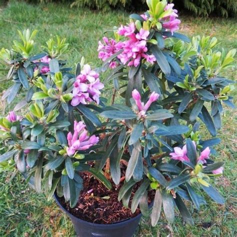 Daphne Transatlantica X Pink Fragrance Lykovec Plantmania