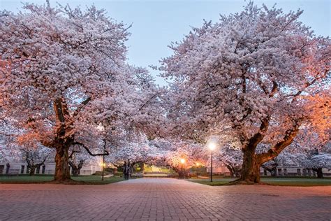 15 Photos Of The Uw Cherry Blossoms