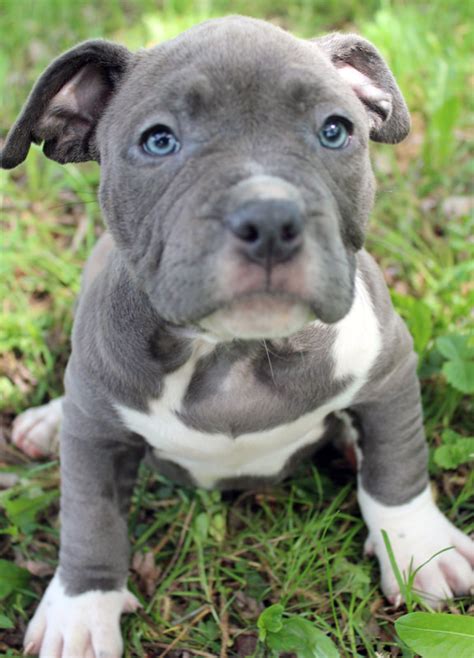 Pitbulls have had an unwarranted bad reputation over the past years and mass media promotes them as biters and murderer types of dog breeds. Blue Nose Pitbull Puppies For Sale - Blue Nose Pitbull Breeders - Baby Pitbulls For Sale