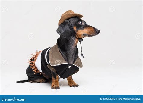 Dachshund Dog With Cowboy Costume And Western Hat Isolated On Gray