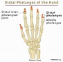 Distal Phalanx: Definition, Location, Anatomy, Diagram