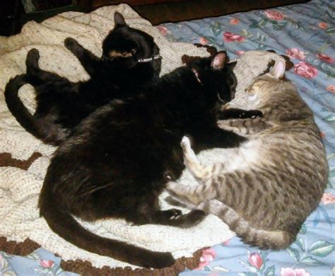 Midnight Cuddle Puddle Cute Cats Kittens Animals