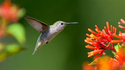 It reaches a height of nearly five. Hummingbird Plants For Zone 9 - Growing Hummingbird ...