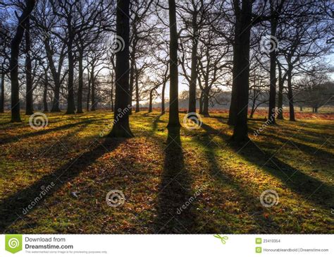 Beautiful Forest Winter Landscape At Sunrise Stock Images