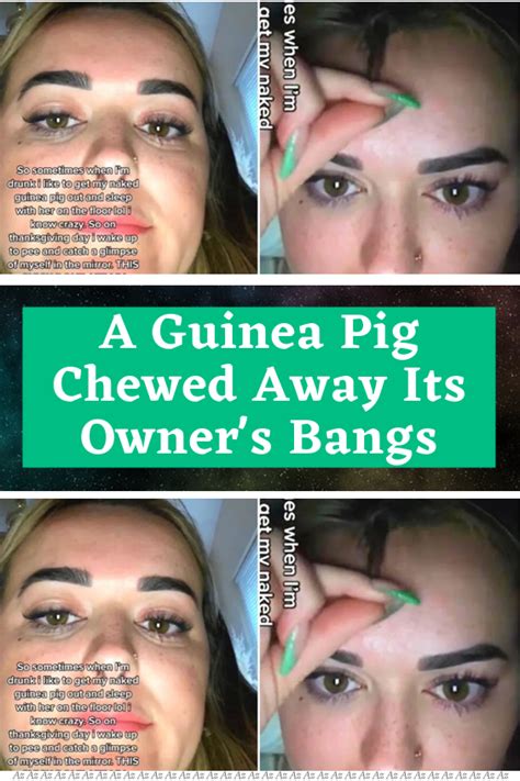 A Guinea Pig Chewed Away Its Owner S Bangs Artofit