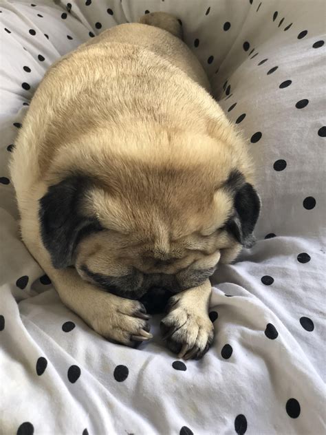 Pin On Pug Galore