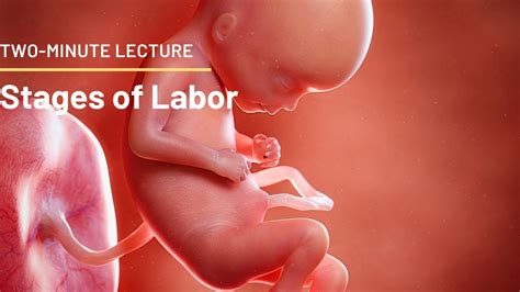 Two Minute Lecture What Are The Stages Of Labor Part One YouTube