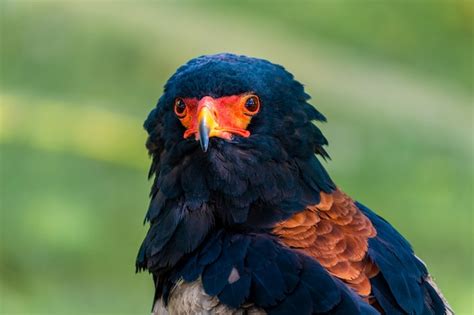 Premium Photo Portrait Of A Sub Saharan Eagle
