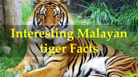 Interesting Malayan Tiger Facts Youtube
