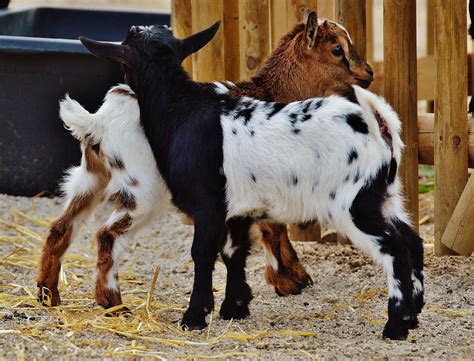 Free Images Cute Fur Herd Pasture Small Playful Goats Vertebrate Quadruped Romp