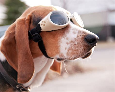 Dog Wearing Goggles Photograph By Darren Boucher