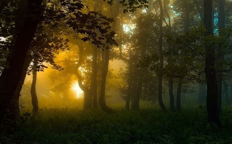 Obrázky Na Plochu Slnečnému žiareniu Stromy Krajina Les Príroda