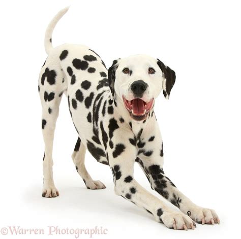 Playful Dalmatian Dog Photo Wp39449