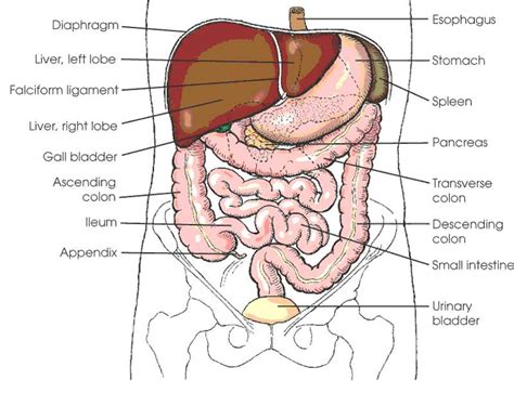 The abdominal wall is the wall enclosing the abdominal cavity that holds a bulk of gastrointestinal viscera. Anatomy Of The Female Abdomen And Pelvis, Cut away View ...