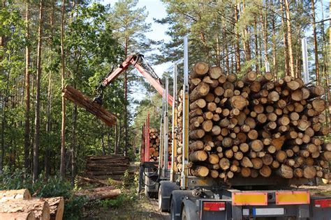 3 Challenges Facing The American Forestry Industry