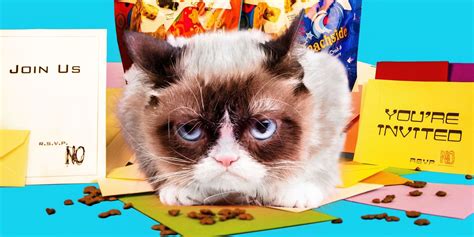 5 Things You Didn't Know About Grumpy Cat - Grumpy Cat Fun Facts