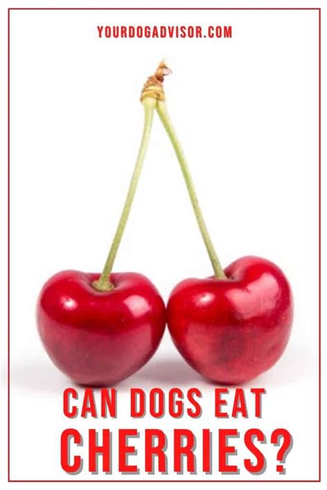Can Dogs Eat Cherries Your Dog Advisor