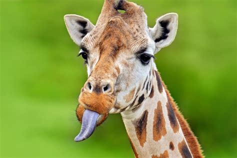 The Giraffes Tongue Size Color And Interesting Facts